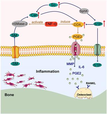 Targeting dysregulated intracellular immunometabolism within synovial microenvironment in rheumatoid arthritis with natural products